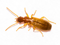 Paradromius linearis